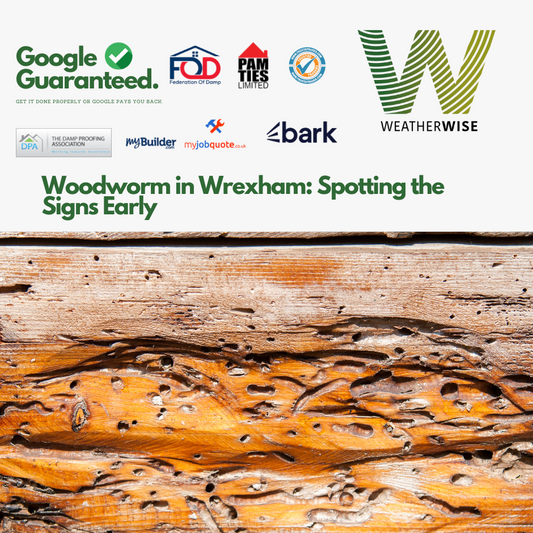 woodworm-in-wrexham-spotting-the-signs-early
