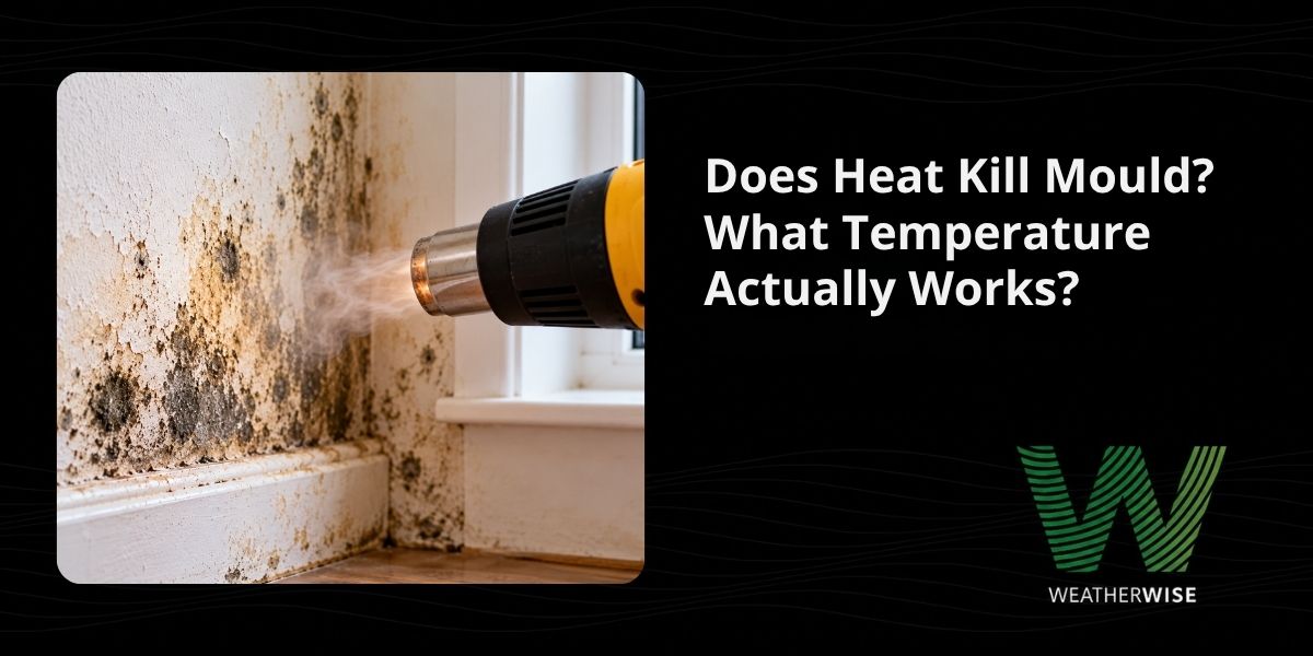 Does Heat Kill Mould? What Temperature Actually Works?