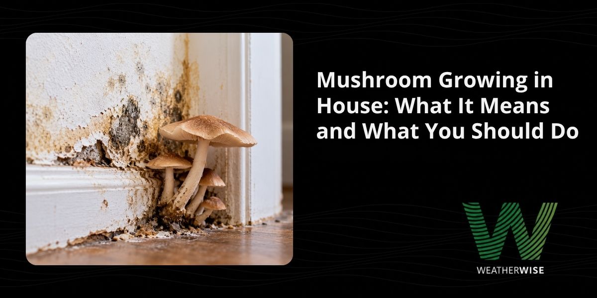 Mushroom Growing in House: What It Means and What You Should Do