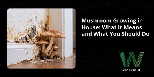 Mushroom Growing in House