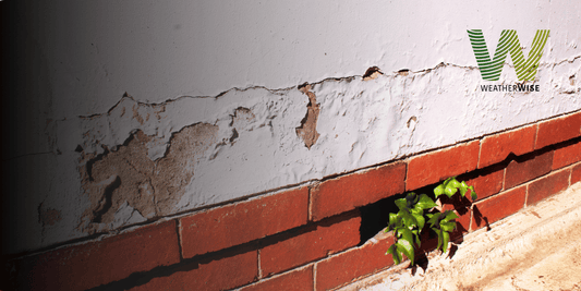 Understanding Rising Damp: Causes, Prevention, and Treatment