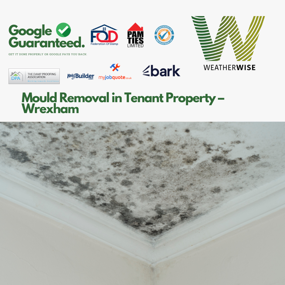 mould-removal-tenant-property-wrexham-weather-wise-solutions-limited
