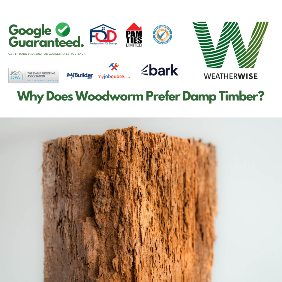 why-woodworm-prefers-damp-timber-liverpool-weather-wise-solutions-limited