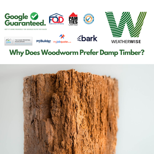 why-woodworm-prefers-damp-timber-liverpool-weather-wise-solutions-limited