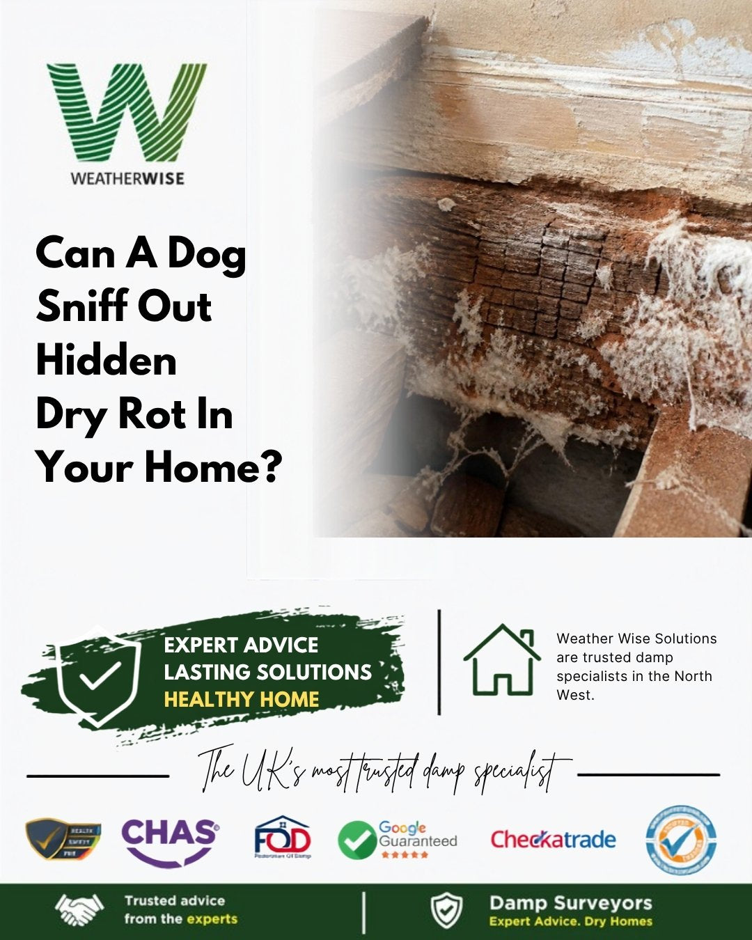 Can a dog sniff out hidden dry rot in your home? Old timber joist cracked into cubes with white fungal growth under a floor