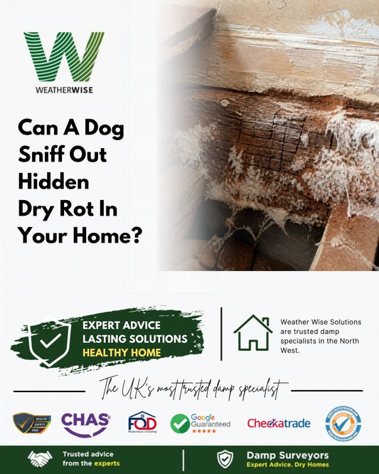 Can a dog sniff out hidden dry rot in your home? Old timber joist cracked into cubes with white fungal growth under a floor
