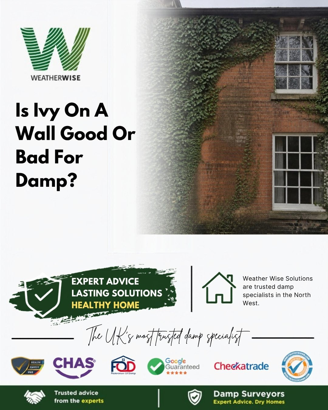 Is ivy on a wall causing damp or protecting it from rain in Lichfield? Red brick house wall partly covered in thick green ivy beside two sash windows