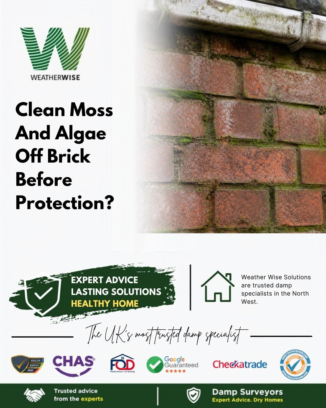 Should you clean moss and algae off brickwork before applying masonry protection in Mold? Red brick wall with green algae in the mortar joints below a gutter