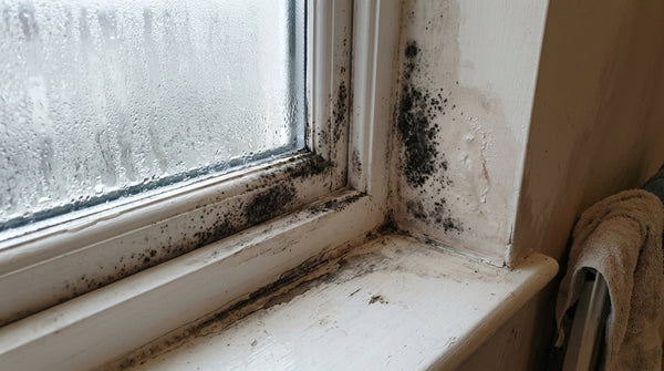 Condensation & black mould