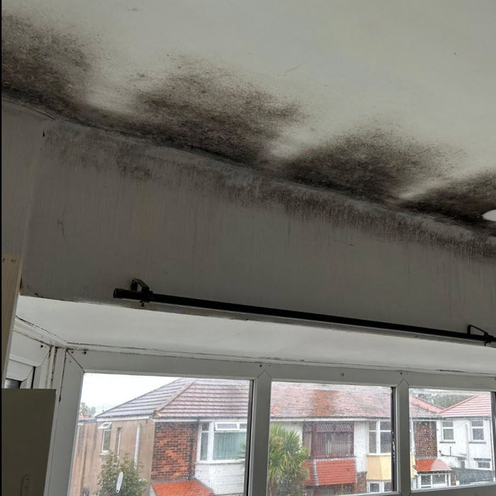 Mould Removal in Lichfield