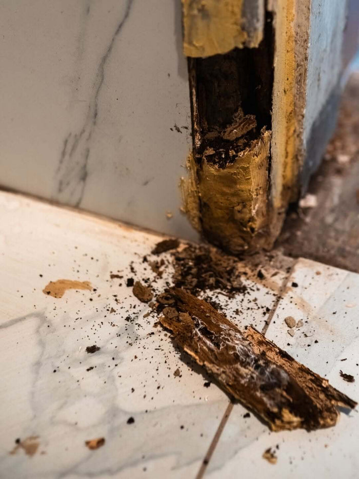 Wood Rot and Woodworm